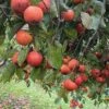 CoffeeCake Persimmon -Plant And Fruit Tree Store shutterstock 1079565866 1