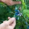 Blue Pacific™ Honeyberry -Plant And Fruit Tree Store shutterstock 1126745747 1