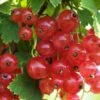 Gloire De Sablons Pink Currant -Plant And Fruit Tree Store shutterstock 1130805380 1