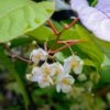 Male Hardy Kiwi 1 Male Hardy Kiwi -Plant And Fruit Tree Store shutterstock 1133568533 1