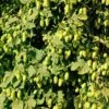 Willamette Hops -Plant And Fruit Tree Store shutterstock 113807377 1