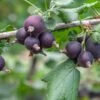 Jostaberry -Plant And Fruit Tree Store shutterstock 1170364513 1