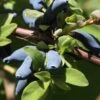 Blue Hokkaido™ Honeyberry -Plant And Fruit Tree Store shutterstock 1172278570 1