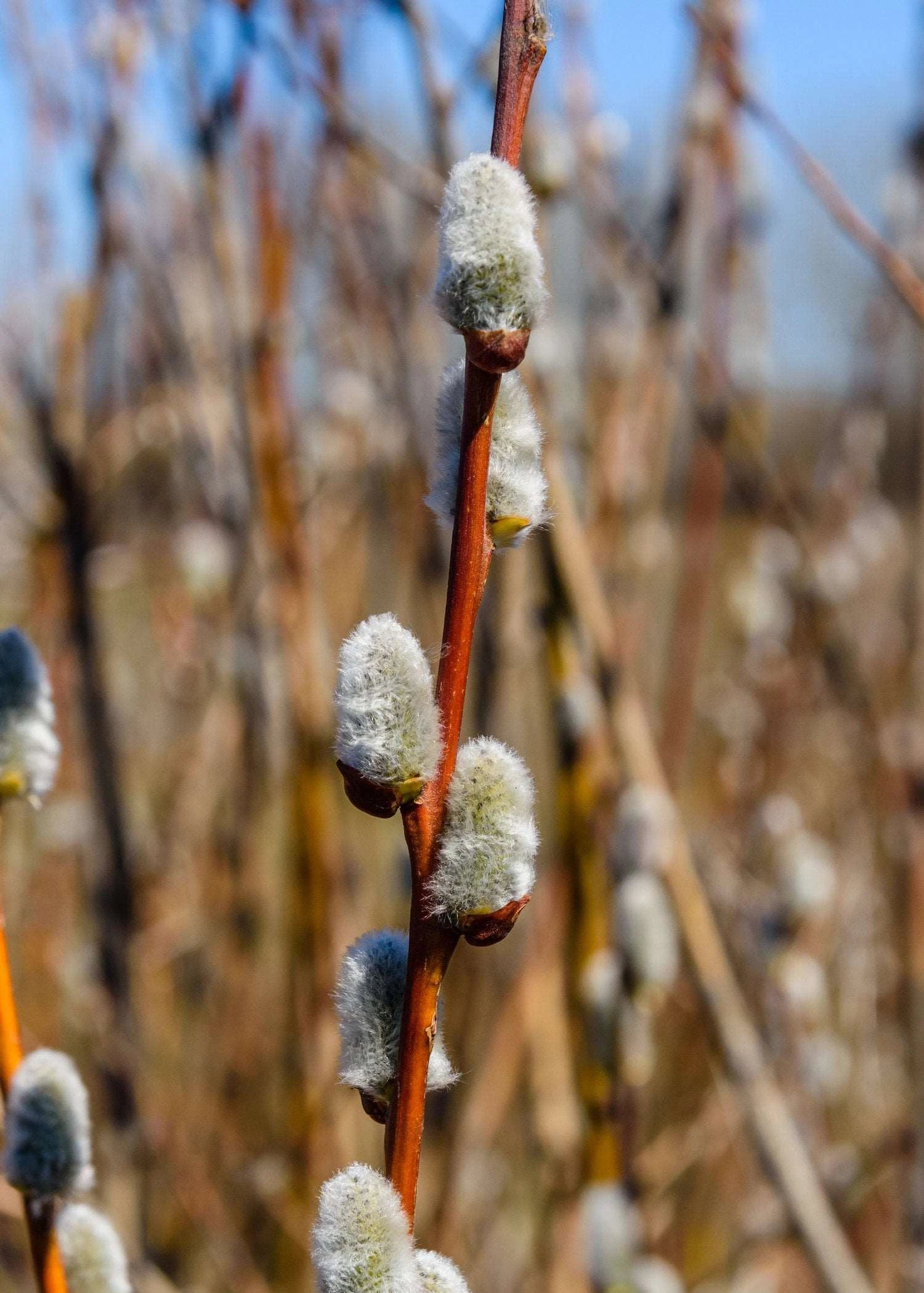 French Pussywillow 3 French Pussywillow