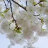 Mt. Fuji Flowering Cherry -Plant And Fruit Tree Store shutterstock 1372338206 1