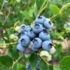Jersey Blueberry -Plant And Fruit Tree Store shutterstock 1419055868 2 1