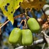 Cordifolia Hardy Kiwi 2 Cordifolia Hardy Kiwi -Plant And Fruit Tree Store shutterstock 144408967 1