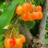 White Gold Cherry -Plant And Fruit Tree Store shutterstock 1446390275 1