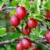 Tixia Gooseberry -Plant And Fruit Tree Store shutterstock 1458321413 1