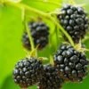 Cascade Trailing Blackberry 2 Cascade Trailing Blackberry -Plant And Fruit Tree Store shutterstock 150412592 1