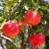 Crimson Skyâ„¢ Pomegranate 2 Crimson Skyâ„¢ Pomegranate -Plant And Fruit Tree Store shutterstock 1504269788 1