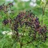 York Elderberry -Plant And Fruit Tree Store shutterstock 1510672694 1