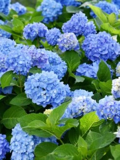 Forever Blue Hydrangea 5 Forever Blue Hydrangea -Plant And Fruit Tree Store shutterstock 1512209366 2