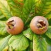 Monstrueuse De Evreinoff Medlar 1 Monstrueuse De Evreinoff Medlar -Plant And Fruit Tree Store shutterstock 1512848324 1