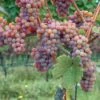 Gewurtztraminer Wine Grape -Plant And Fruit Tree Store shutterstock 154690013 1