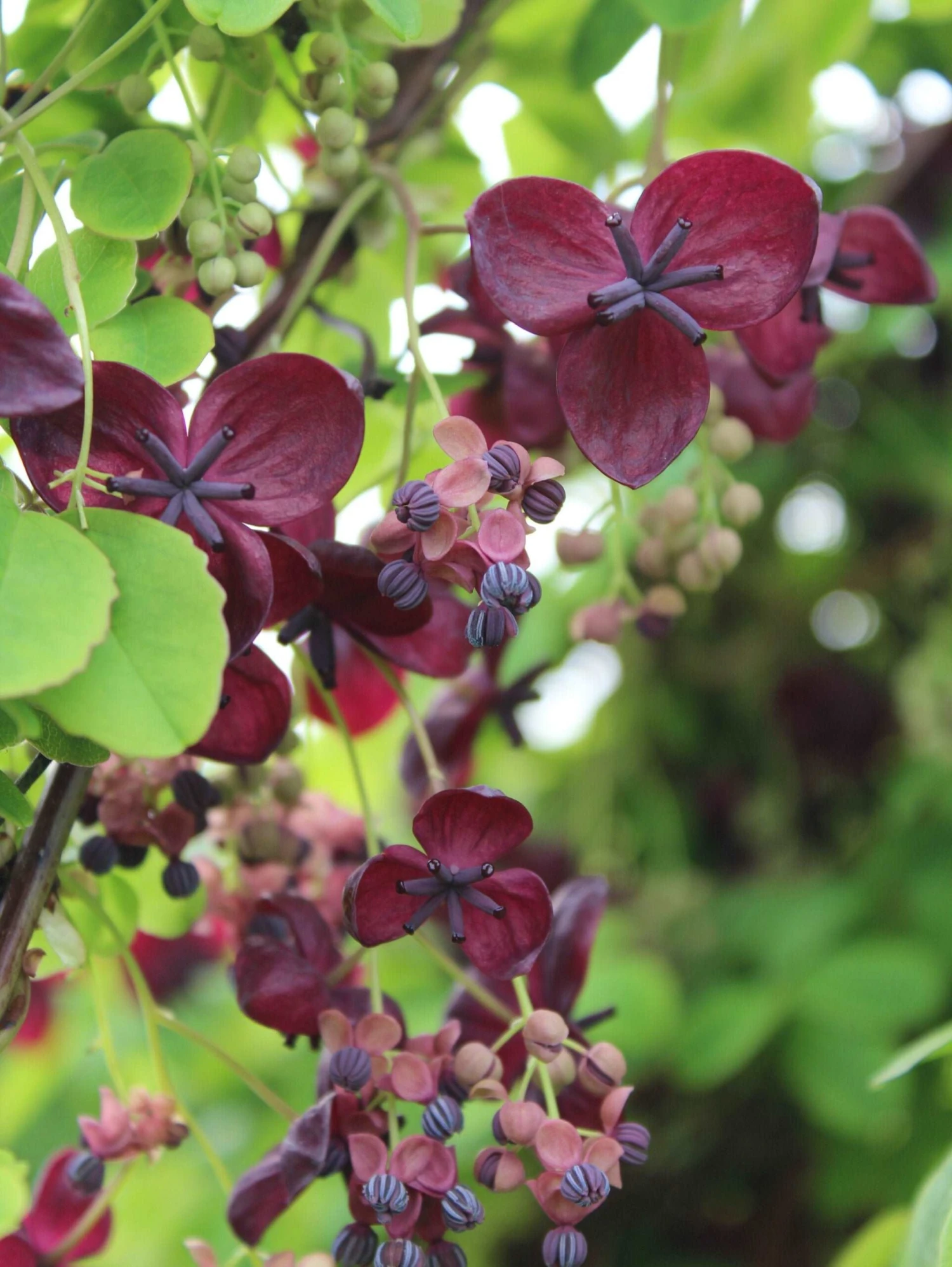 Purple Rose Akebia 3 Purple Rose Akebia