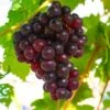 Reliance Grape 2 Reliance Grape -Plant And Fruit Tree Store shutterstock 1591732633 1