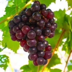 Reliance Grape