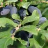Berry Blue Honeyberry -Plant And Fruit Tree Store shutterstock 1601116879 1
