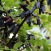 Blue Velvet Honeyberry -Plant And Fruit Tree Store shutterstock 1603502584 1
