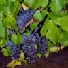 Pinot Precoce Grape 2 Pinot Precoce Grape -Plant And Fruit Tree Store shutterstock 1622669122 1