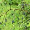 Blue Moon Honeyberry -Plant And Fruit Tree Store shutterstock 1623606694 1