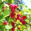 Dolgo Crabapple -Plant And Fruit Tree Store shutterstock 1664375074 1