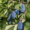 Blue Bird Honeyberry -Plant And Fruit Tree Store shutterstock 1665935902 1