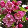 Pink Cloud Crabapple 1 Pink Cloud Crabapple -Plant And Fruit Tree Store shutterstock 1689034981 1