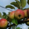 Rubinette Apple 1 Rubinette Apple -Plant And Fruit Tree Store shutterstock 1700562049 1