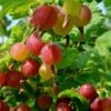 Welcome Gooseberry -Plant And Fruit Tree Store shutterstock 1816053620 1