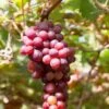 Flame Seedless Grape -Plant And Fruit Tree Store shutterstock 2104746380 1