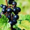 Prince Consort Black Currant -Plant And Fruit Tree Store shutterstock 219100882 1