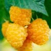 Fall Gold Raspberry -Plant And Fruit Tree Store shutterstock 298186934 1