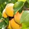 Gold Kist Apricot -Plant And Fruit Tree Store shutterstock 298548980 1