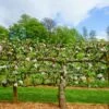 2 Tier Apple Espalier Combo Tree (2 Varieties) -Plant And Fruit Tree Store shutterstock 310804814 1
