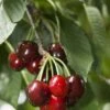 Carmine Jewel Cherry -Plant And Fruit Tree Store shutterstock 34094560 1