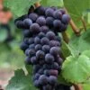 Pinot Noir #374 Grape -Plant And Fruit Tree Store shutterstock 37195030 1