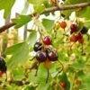 Missouri Giant Currant -Plant And Fruit Tree Store shutterstock 408793888Optimized 1