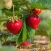 Sweet Sunrise Strawberry -Plant And Fruit Tree Store shutterstock 430640533 1