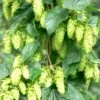 Tettnang Hops 1 Tettnang Hops -Plant And Fruit Tree Store shutterstock 458723932 1