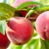 Nanaimo™ Peach -Plant And Fruit Tree Store shutterstock 461362930 bb8408d5 b691 461e b9de bba76d983cfd 1