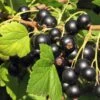 Hill's Kiev Select Black Currant -Plant And Fruit Tree Store shutterstock 49326529 1