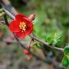 Crimson And Gold Flowering Quince -Plant And Fruit Tree Store shutterstock 49849171 1