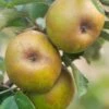 Ashmead's Kernel Apple 1 Ashmead's Kernel Apple -Plant And Fruit Tree Store shutterstock 511724 2 1