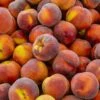 Contender Peach -Plant And Fruit Tree Store shutterstock 592176266 355a588d 42e8 4048 915e 40e388c01a97 1