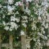 Rose Jasmine 2 Rose Jasmine -Plant And Fruit Tree Store shutterstock 600864074 1