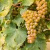 Sauvignon Blanc Grape 1 Sauvignon Blanc Grape -Plant And Fruit Tree Store shutterstock 609197756 1