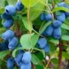 Blue Pagoda™ Honeyberry 2 Blue Pagoda™ Honeyberry -Plant And Fruit Tree Store shutterstock 723311164 1