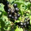 Belaruskaja Black Currant -Plant And Fruit Tree Store shutterstock 738221188 1